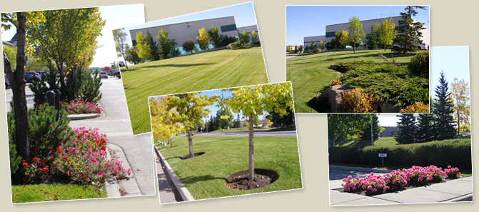 Landscaping Photos