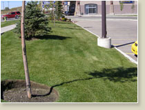 Landscaping Photos